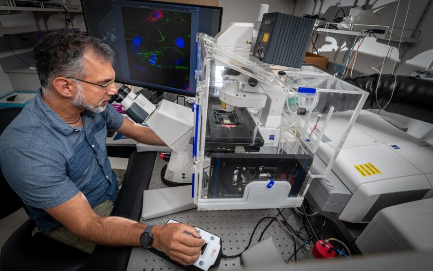 A person with salt-and-pepper hair and beard wearing glasses peers into the eyepiece of an immunofluorescence microscope at a sample of mouse brain tissue.