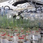 Plants growing in pots in a greenhouse.