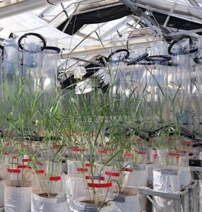 Plants growing in pots in a greenhouse.