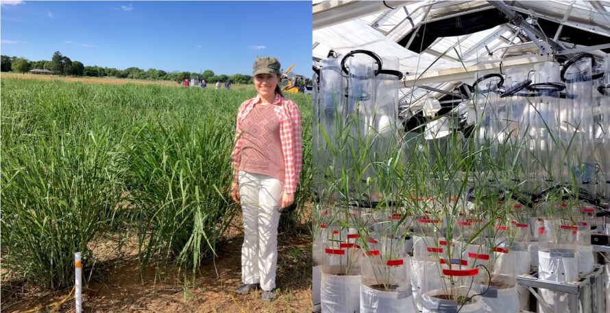 Two photos; in the left-hand photo, a researcher stands by a field of green plants. The right photo shows plants in pots in a greenhouse.