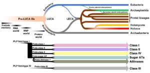 A flow chart of aminotransferase evolution.