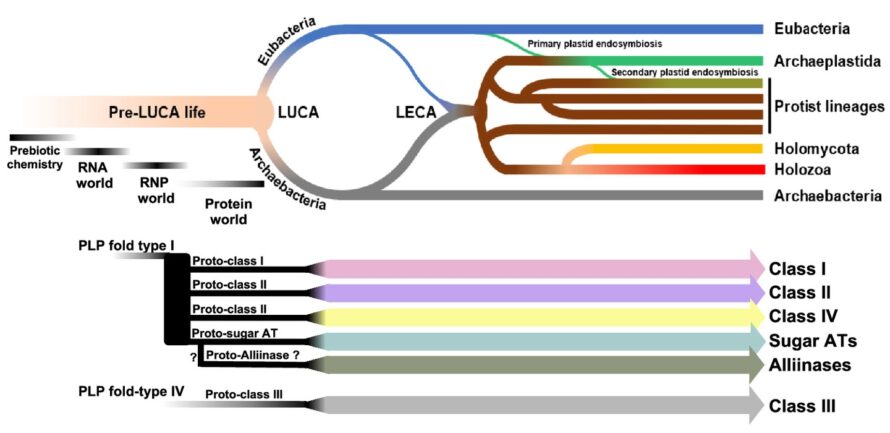 A flow chart of aminotransferase evolution.