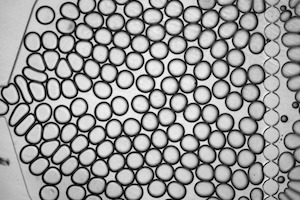 An array of microdroplets