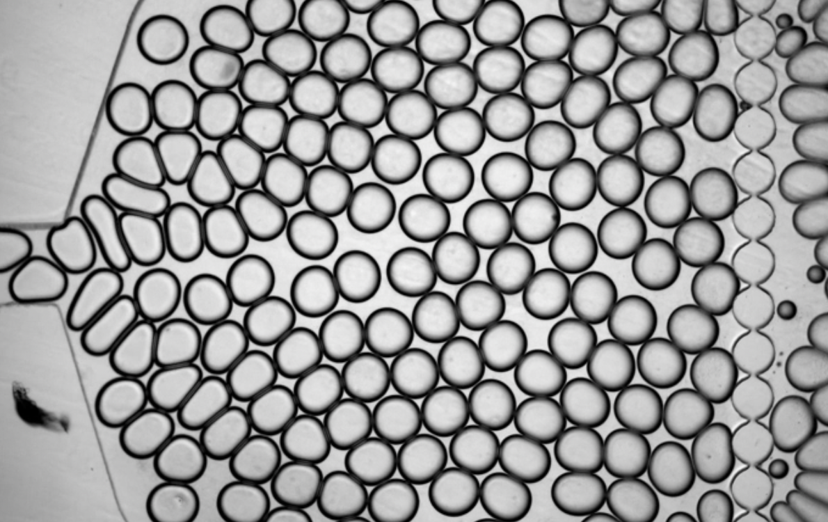 An array of microdroplets