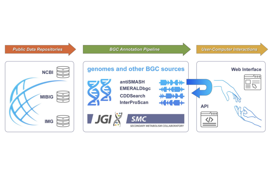 Graphic shows the Secondary Metabolism Collaboratory data flow from public repositories to users.