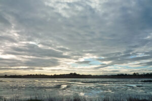 Wet marshland under a cloudy morning sky