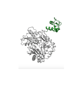 gray coiled representation of a protein structure with a small ribbon of green on the right side