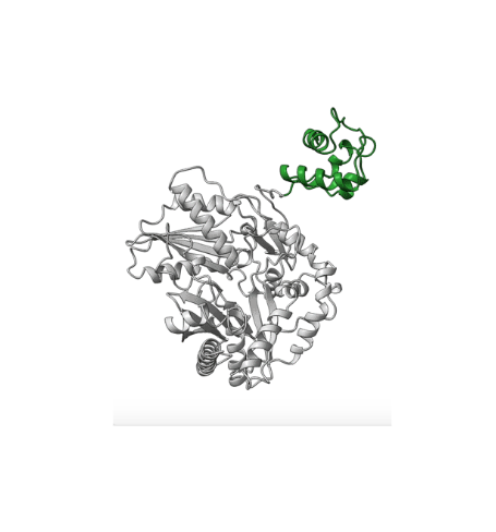 gray coiled representation of a protein structure with a small ribbon of green on the right side