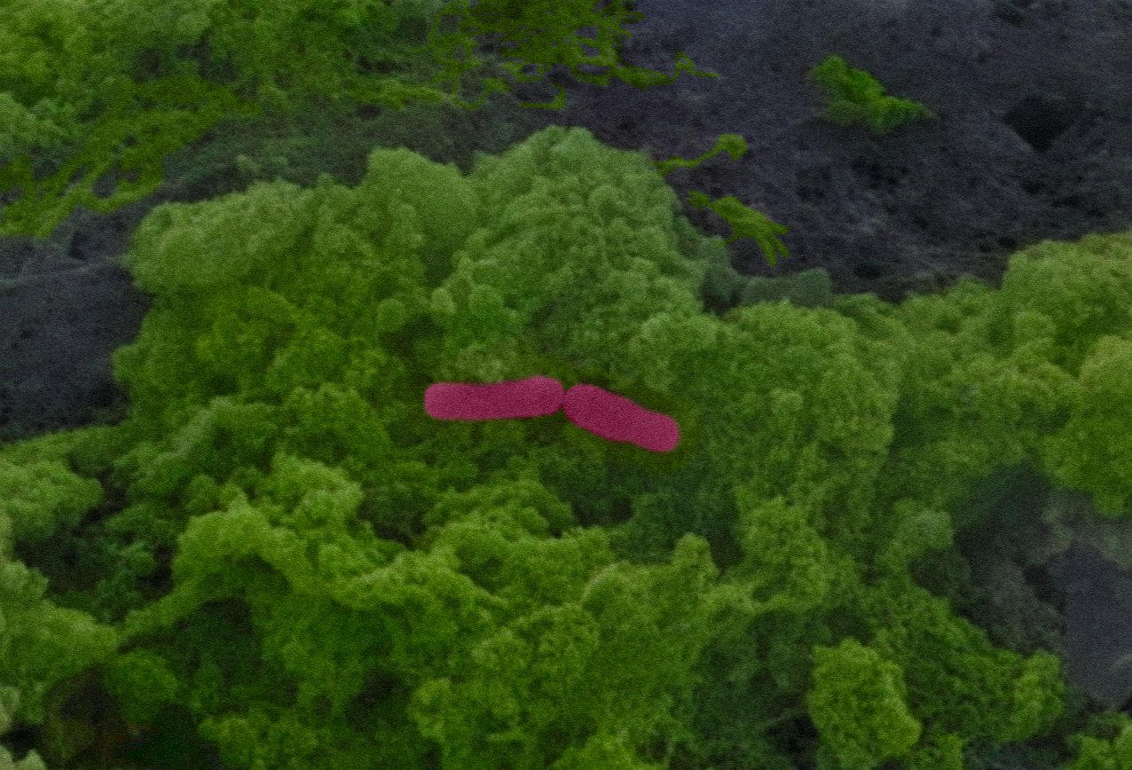 Microscopy image showing two pink shapes embedded in green material.