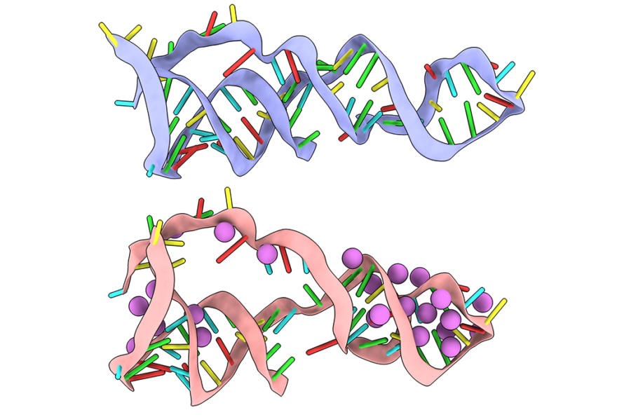 Image showing a pair of colorful single-stranded structures, the bottom one with violet circular shapes added to it.