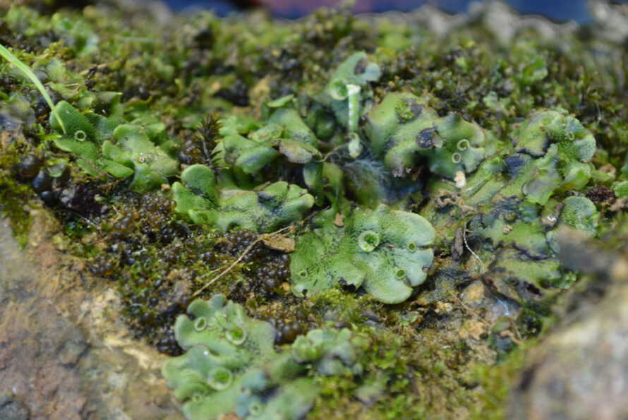 a closeup shot of green flowers