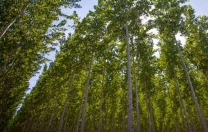 A view looking up at a dense forest of tall poplar trees with green leaves and slender trunks.