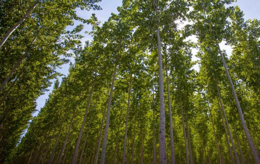 A view looking up at a dense forest of tall poplar trees with green leaves and slender trunks.