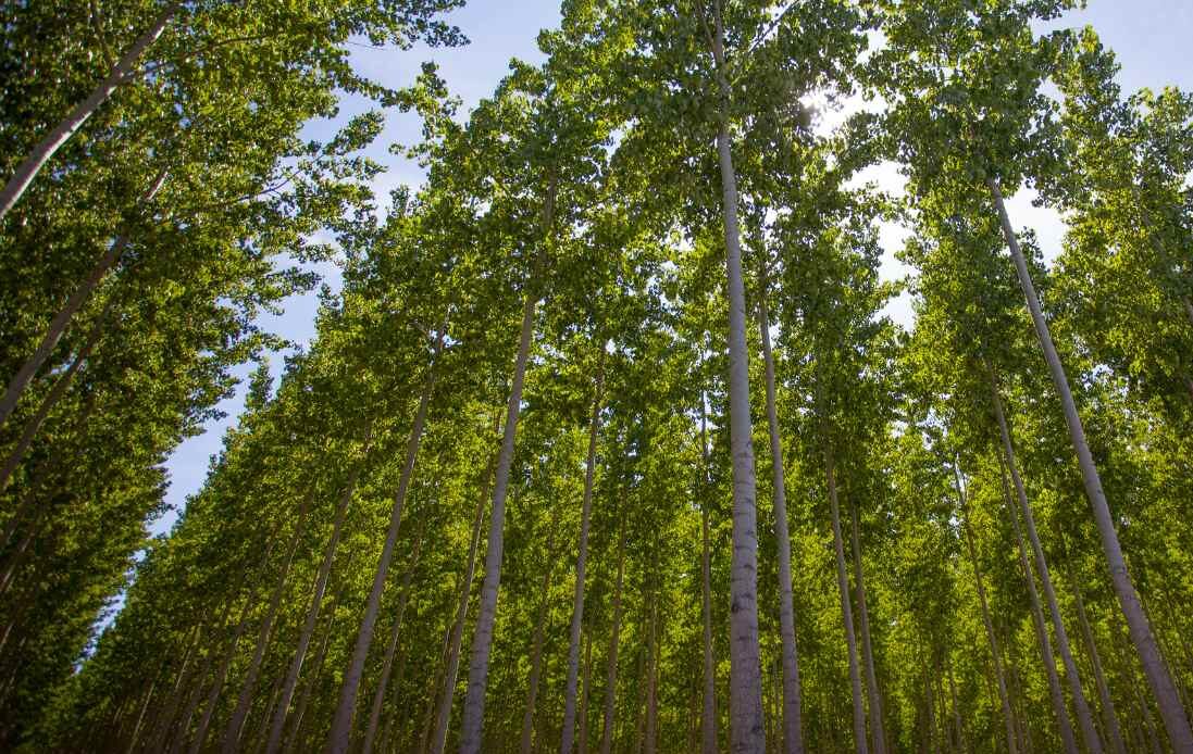A view looking up at a dense forest of tall poplar trees with green leaves and slender trunks.