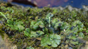 A close-up of a green flowery plant