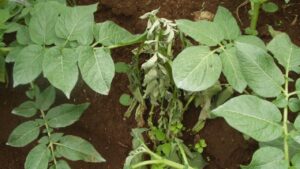 Photo showing three potato plants growing in soil: the ones on the left and right are healthy; the one in the middle is wilted due to the bacterium Ralstonia solanacearum.