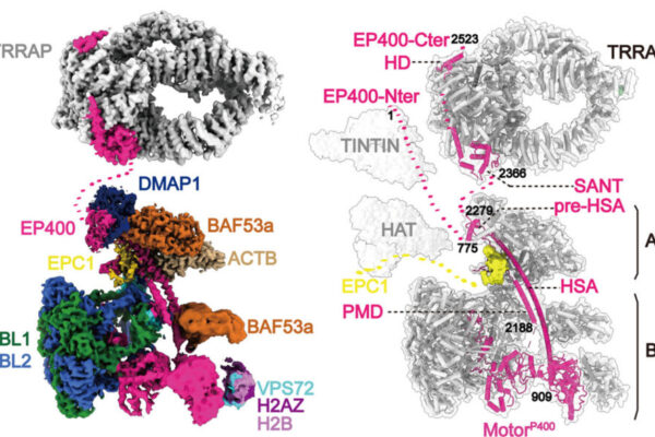 The TIP60 complex has five functional modules: TRRAP, TINTIN, HAT, ARP, and BASE. Without TRRAP, the complex arrives at the wrong location, leading to changes in gene expression. (Credit: Eva Nogales/Berkeley Lab)