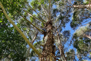 Low-angle view of a tall tree with peeling bark and green leaves against a blue sky.