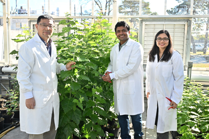 Three people in lab coats standing in a greenhouse with green plants.