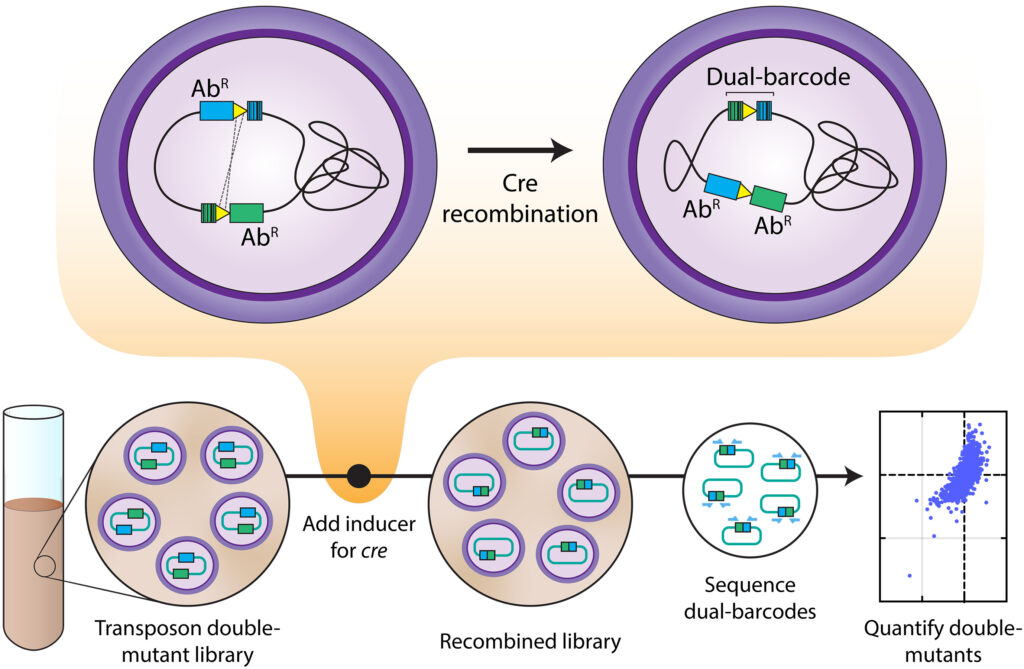 Diagram illustrating Cre recombination process in a genetic library workflow.