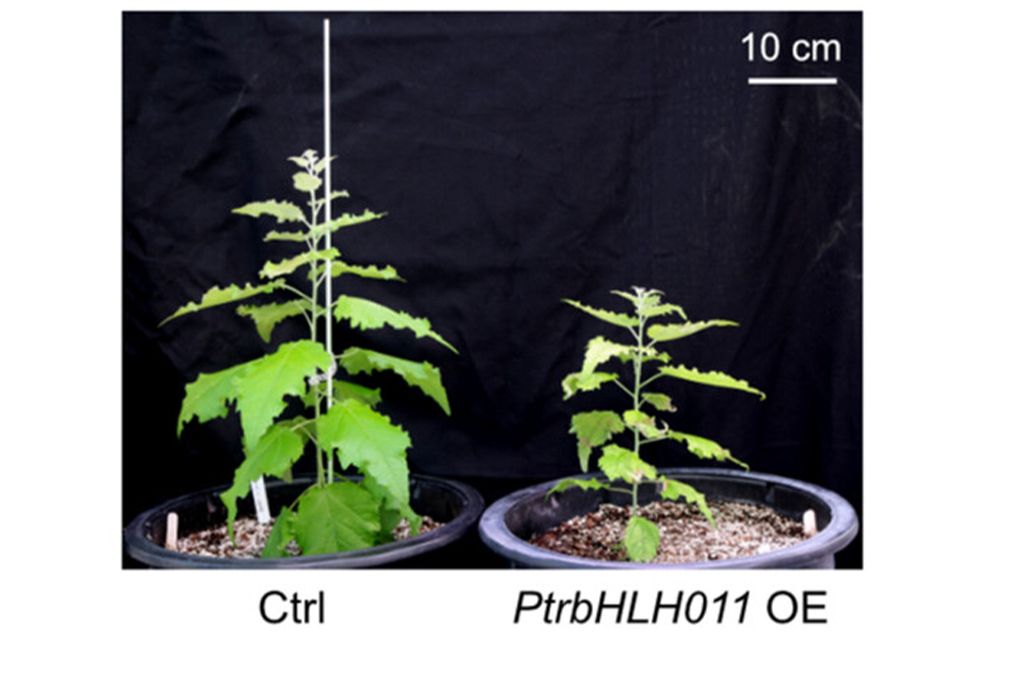 two plants next to each other