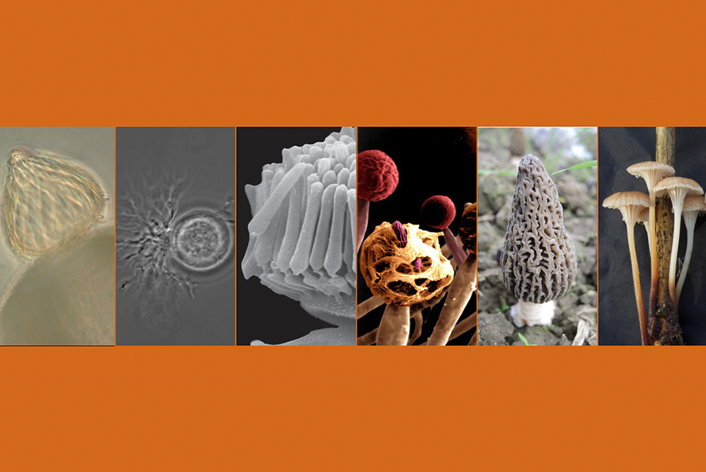 A series of images of various fungi surrounded by an orange border
