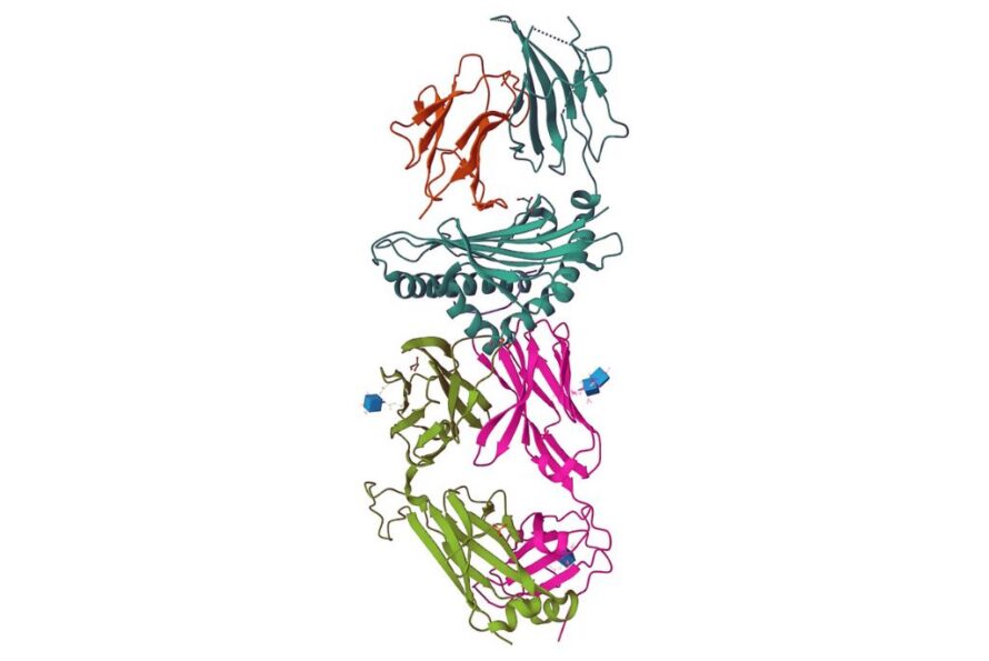 Ribbon diagram of a protein structure.