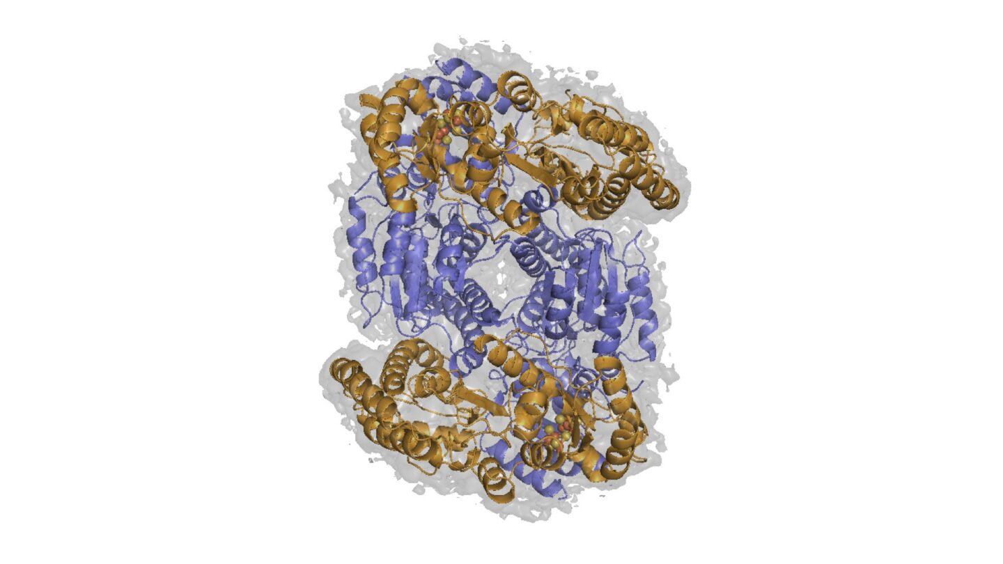 The MAR enzyme complex shown with purple and gold helices.