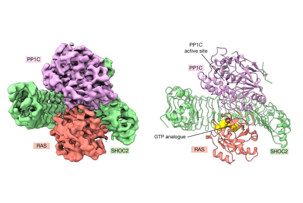 A complex of three proteins—SHOC2, PP1C, and RAS—plays a key role in signaling cells to replicate and is thus a potential target for anticancer drug development. Left: Cryo-electron microscopy (cryoEM) density map of the complex. Right: Ribbon structure showing the active site and a bound molecule (yellow) necessary for complex formation.