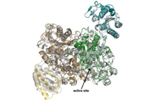 Molecular structure of SalC enzyme dimer