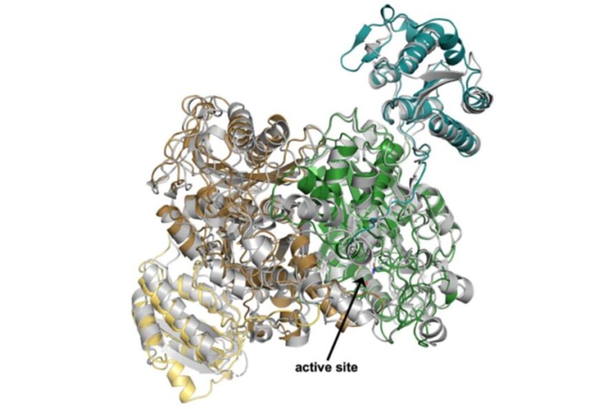 Molecular structure of SalC enzyme dimer