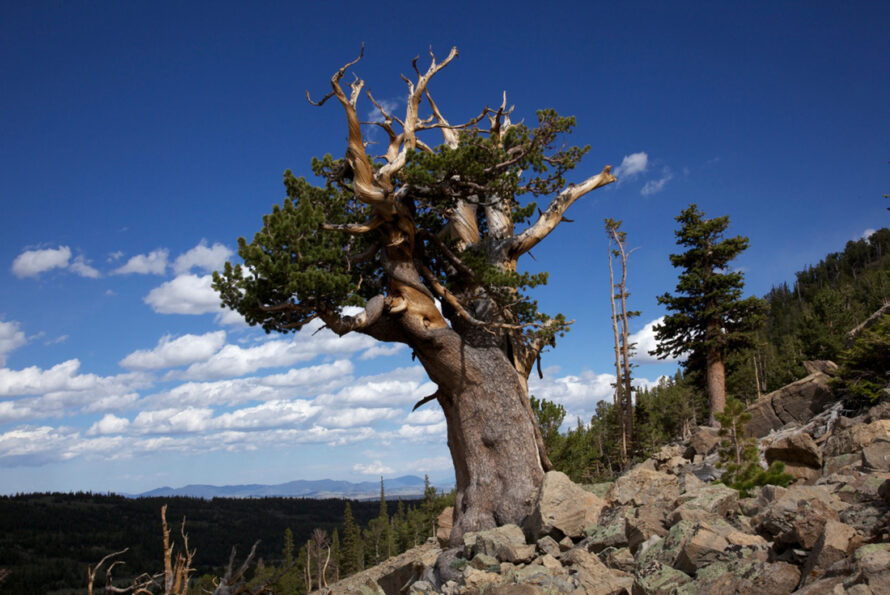 Gnarled conifer on a rocky slope with a forest and blue sky in the background.