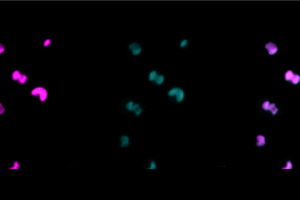 small rounded shapes against a black backdrop are colored pink on either side and green in the center