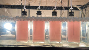 Four lab flasks show pink bacteria growing.