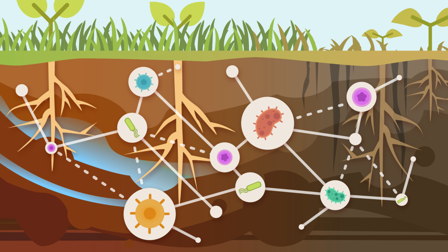 underground schematic with colored microscopic elements connected with dotted lines
