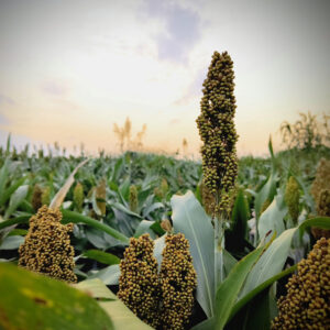 The image shows mature sorghum panicles shaped against a sunrise sky.
