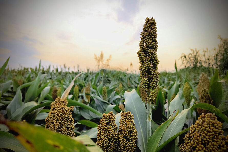 The image shows mature sorghum panicles shaped against a sunrise sky.