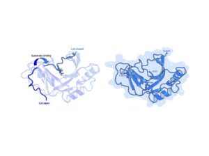 A blue protein structure diagram showing open and closed lids, and a complex structure with labeled terms.