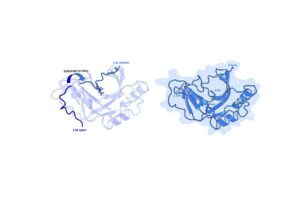 A blue protein structure diagram showing open and closed lids, and a complex structure with labeled terms.
