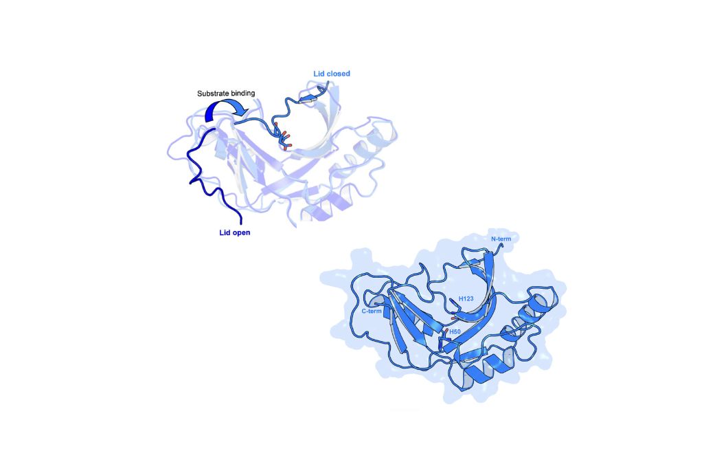 A blue protein structure diagram showing open and closed lids, and a complex structure with labeled terms.