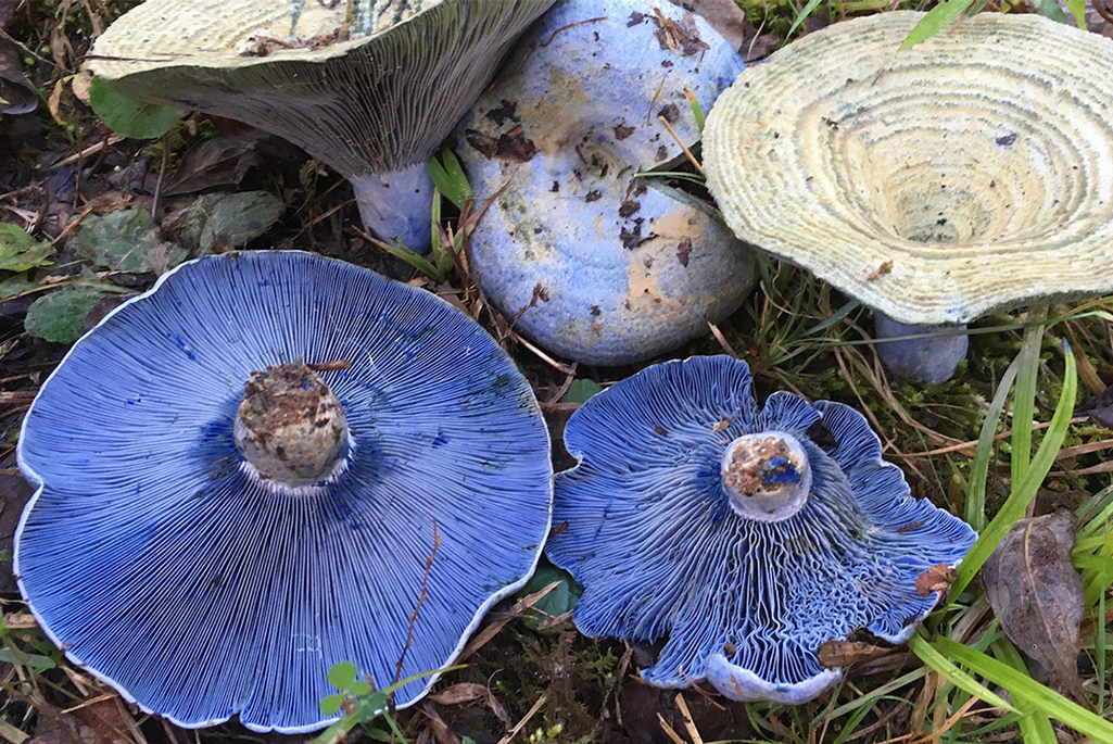 Indigo mushrooms against a background of grass