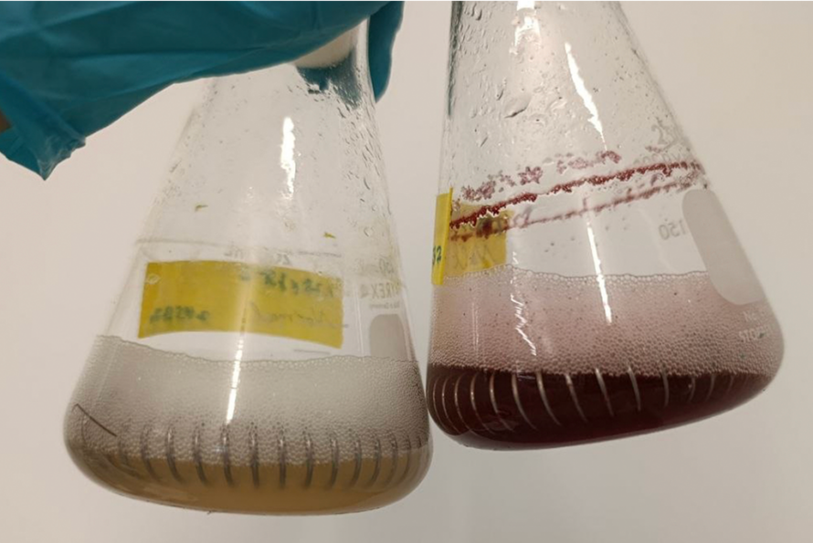 Two flasks with light brown and dark red liquids, held by a blue glove.