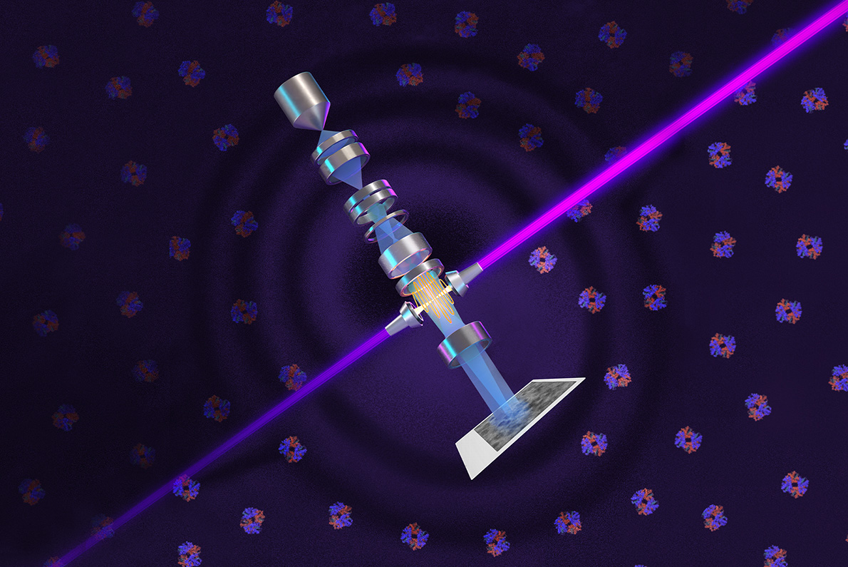 A laser (purple) is powerfully amplified by highly polished mirrors and focused on the electron beam (blue) to shift its phase and increase the cryo-EM microscope’s contrast, allowing biologists to image smaller proteins and the crowded structures inside cells. (Credit: Credit: SayoStudio/Biohub)