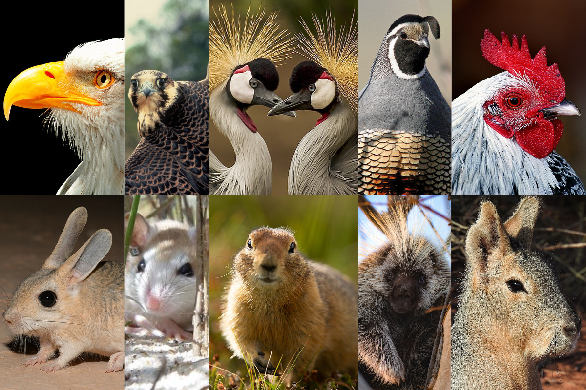 A grid of various bird and rodent faces, birds are on the top section and rodents on the bottom.