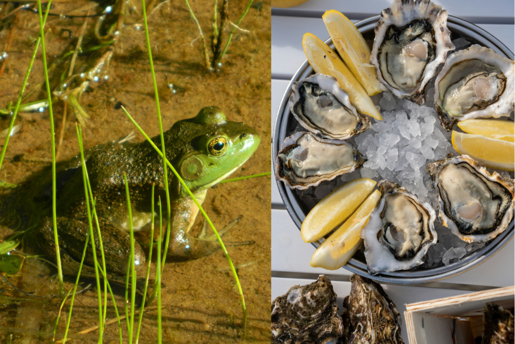 A green frog resting on a sandy shoreline beside grass, and a bowl of oysters on ice with lemon slices next to a wooden surface.