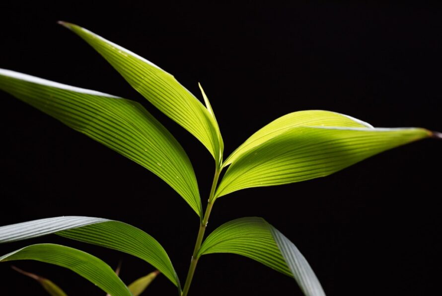 A single stem of a joinvillea plant against a black backdrop